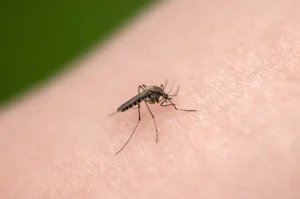 malaria