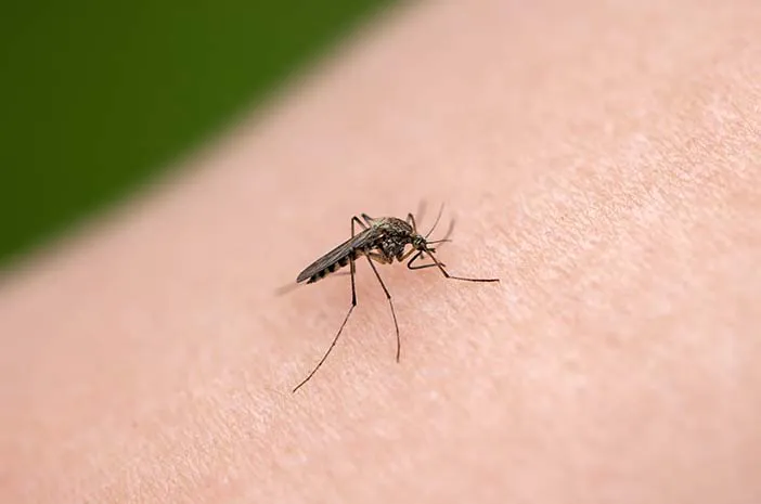 Malaria: Waspada dan Lindungi Diri dari Gigitan Nyamuk