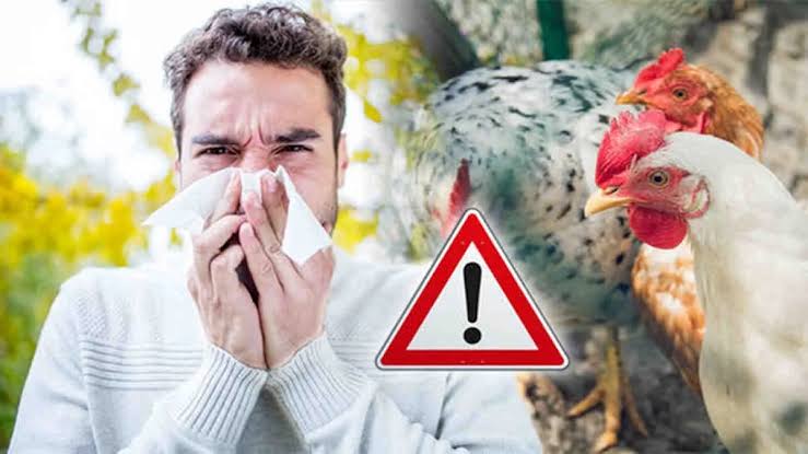 Flu Burung: Ancaman Tersembunyi dari Unggas bagi Kesehatan