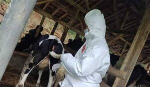 Brucellosis