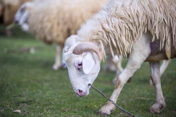Q Fever: Ketika Bakteri dari Ternak Menyerang Manusia