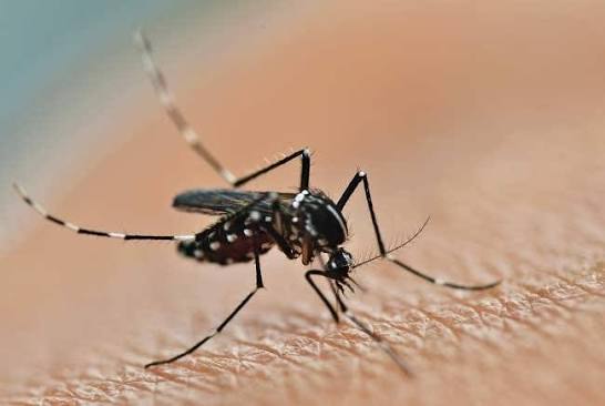 Chikungunya: Penyakit yang Membuat Sendi Terasa Terkunci