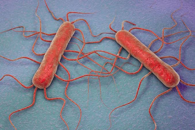 Listeriosis: Ketika Demam Ringan Berujung Komplikasi Serius