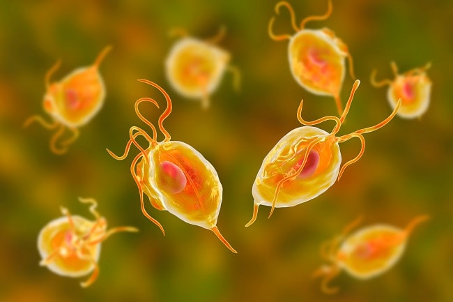 Trikomoniasis: Ketika Gejala Tak Terlihat Justru Lebih Berbahaya